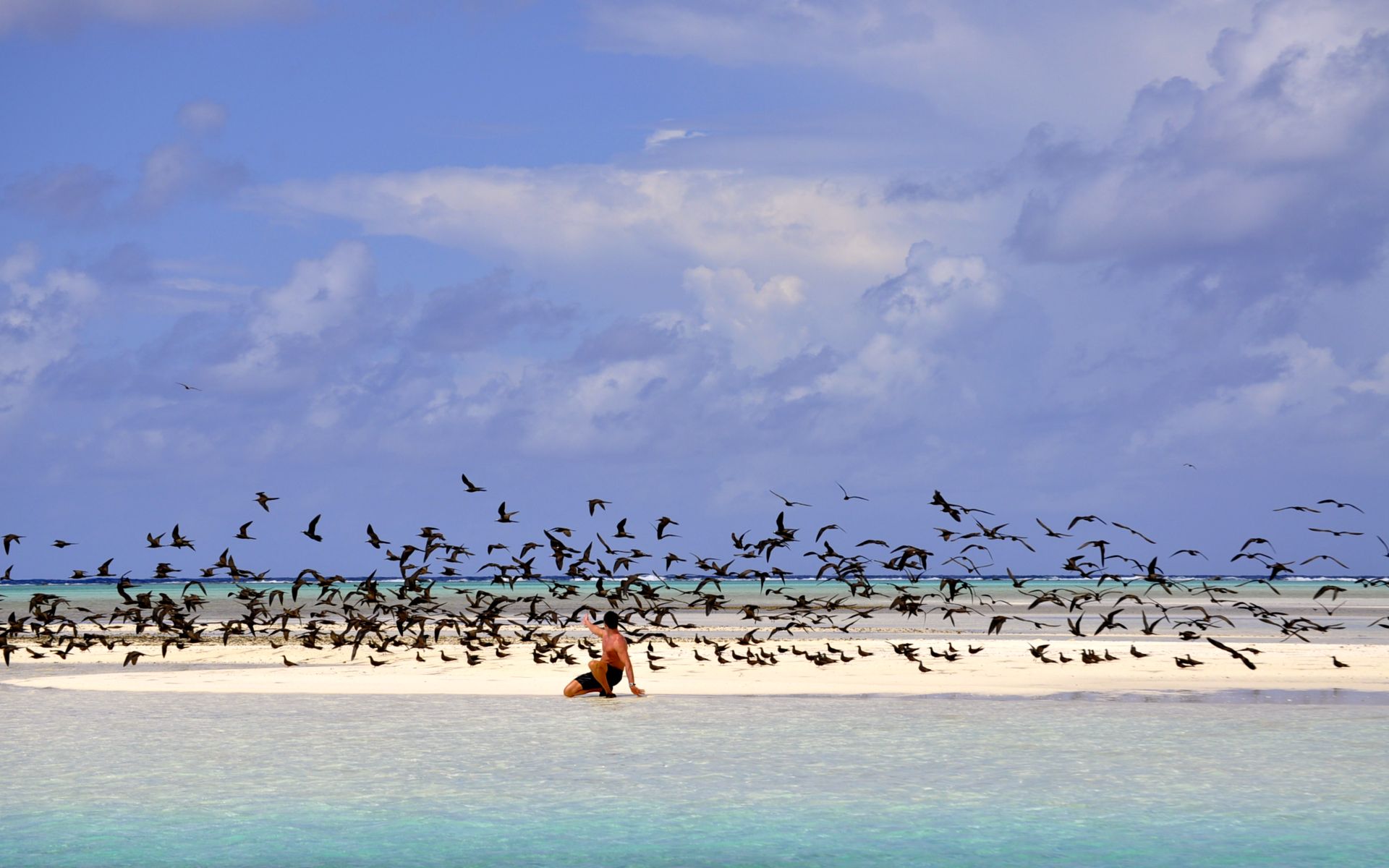 cabanes tchanquées sur l'ile aux Oiseaux