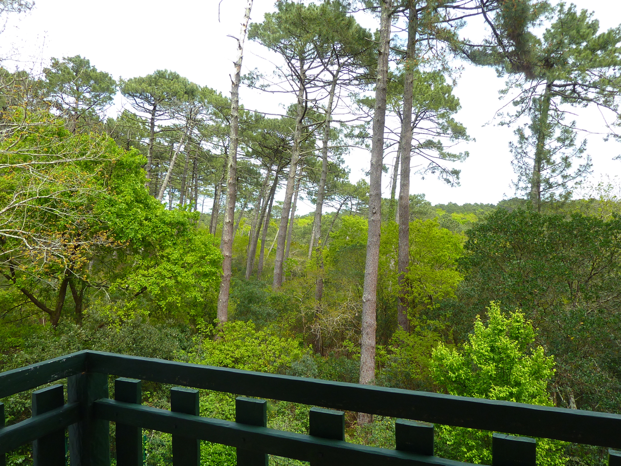 Villa à vendre avec vue dégagée sur la forêt du PYLA SUR MER