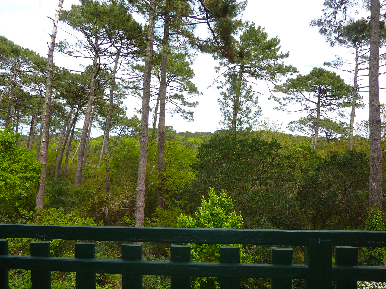 Villa traditionnelle à vendre avec vue sur la forêt du PYLA SUR MER
