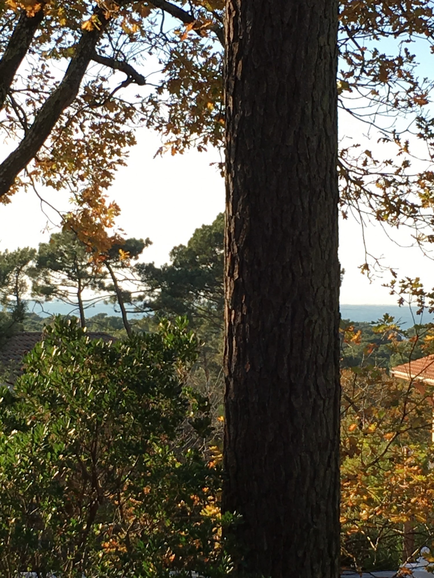 VENTE MAISON CONTEMPORAINE PYLA SUR MER AVEC VUE SUR LA FORET